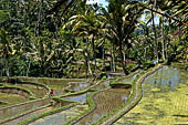 The rice terraces surrounding Gunung Kawi (Bali). 