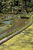 The rice terraces surrounding Gunung Kawi (Bali). 