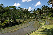 The rice terraces surrounding Gunung Kawi (Bali). 