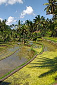 The rice terraces surrounding Gunung Kawi (Bali). 