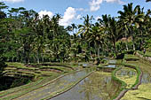 The rice terraces surrounding Gunung Kawi (Bali). 