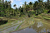 The rice terraces surrounding Gunung Kawi (Bali). 