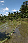 The rice terraces surrounding Gunung Kawi (Bali). 