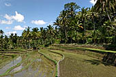 The rice terraces surrounding Gunung Kawi (Bali). 