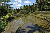 The rice terraces surrounding Gunung Kawi (Bali). 