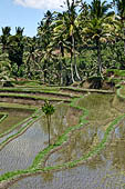 The rice terraces surrounding Gunung Kawi (Bali). 
