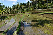 The rice terraces surrounding Gunung Kawi (Bali). 