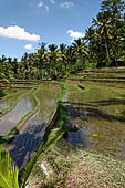 The rice terraces surrounding Gunung Kawi (Bali). 