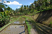 The rice terraces surrounding Gunung Kawi (Bali). 