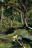 The rice terraces surrounding Gunung Kawi (Bali). 