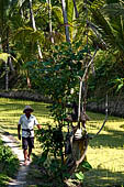 The rice terraces surrounding Gunung Kawi (Bali). 