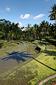The rice terraces surrounding Gunung Kawi (Bali). 