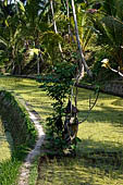 The rice terraces surrounding Gunung Kawi (Bali). 