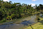 The rice terraces surrounding Gunung Kawi (Bali). 