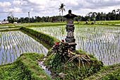 Pejeng, Bali - Rice fields. 