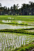 Pejeng, Bali - Rice fields. 