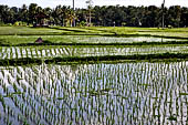 Pejeng, Bali - Rice fields. 
