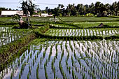 Pejeng, Bali - Rice fields. 