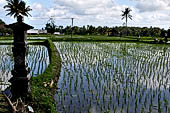 Pejeng, Bali - Rice fields. 