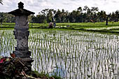 Pejeng, Bali - Rice fields. 