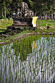 Pejeng, Bali - Rice fields. 