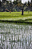 Pejeng, Bali - Rice fields. 