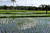 Pejeng, Bali - Rice fields. 