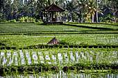 Pejeng, Bali - Rice fields. 