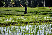 Pejeng, Bali - Rice fields. 