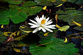 Resort in Pemuteran, Bali. Nymphaea 'Indiana'