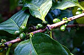 Coffee beans. Bali.