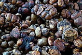 Kopi Luwak is traditionally made from the faeces of wild civets. Bali.