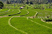 Lush green rice fields around Tirtagangga, Bali.