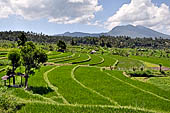 Lush green rice fields around Tirtagangga, Bali.