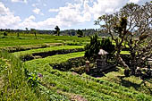 Lush green rice fields around Tirtagangga, Bali.