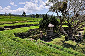 Lush green rice fields around Tirtagangga, Bali.