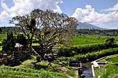 Lush green rice fields around Tirtagangga, Bali.