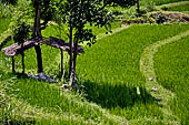 Lush green rice fields around Tirtagangga, Bali.
