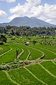 Lush green rice fields around Tirtagangga, Bali.
