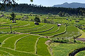 Lush green rice fields around Tirtagangga, Bali.