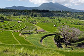 Lush green rice fields around Tirtagangga, Bali.