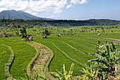 Lush green rice fields around Tirtagangga, Bali. 
