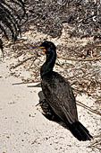 Caye Caulker - Cormorant