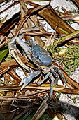 Caye Caulker - Crab.