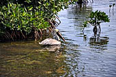 Caye Caulker - brown pelican, the smallest and most abundant of the species.