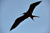 Caye Caulker - The frigate bird or iwa can soar for hours over the sea.