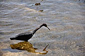 Caye Caulker - little blue heron