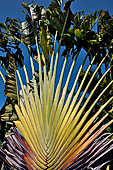 Caye Caulker - la Ravenala madagascariensis detta palma
del viaggiatore, originaria del Madagascar