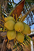 Caye Caulker - Coconuts
