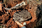 Parco del Brenta - Lago di Tovel. Bufo bufo  Rospo comune